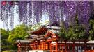 Top Những Địa Điểm Ngắm Hoa Tử Đằng Đẹp Nhất Tại Nhật Bản